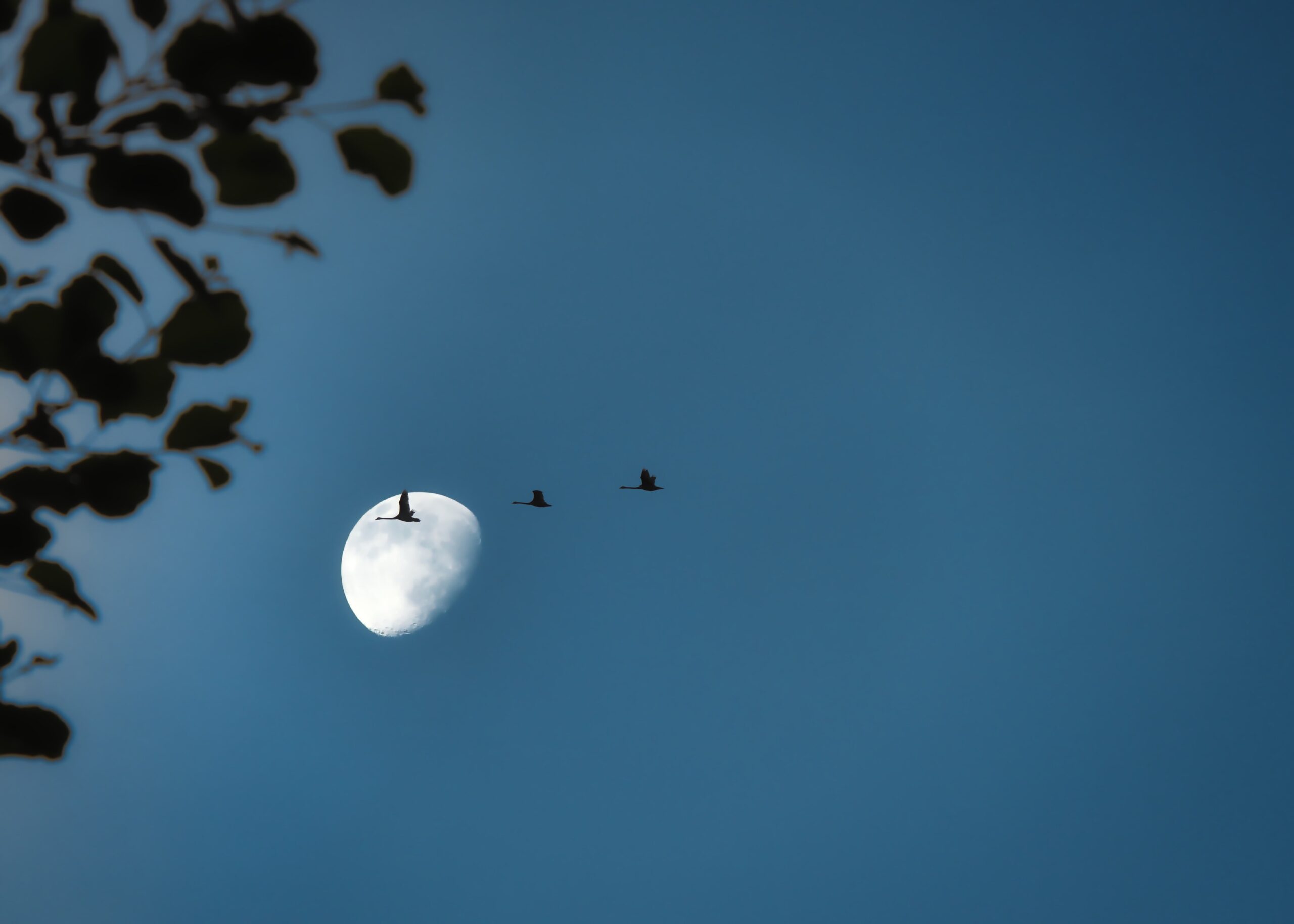 Online Meditation Leader training: a Star Sapphire approach